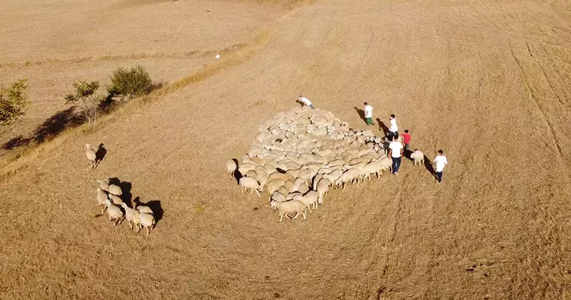 ‘Tedbir alınmazsa 10 yıl sonra çoban bulunmakta zorlanacağız’