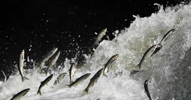 Prof. Dr. Alaeddinoğlu: İnci kefalinin nesli ciddi tehdit altında Kar yağışının azalmasıyla kuruyan akarsular, inci kefalinin üreme göçünü tehlikeye düşürüyor Van Haberleri