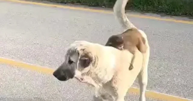 Sırtında maymun gezdiren köpek ilgi odağı oldu Bursa Haberleri