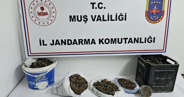 Muş ta uyuşturucu operasyonu Muş Haberleri