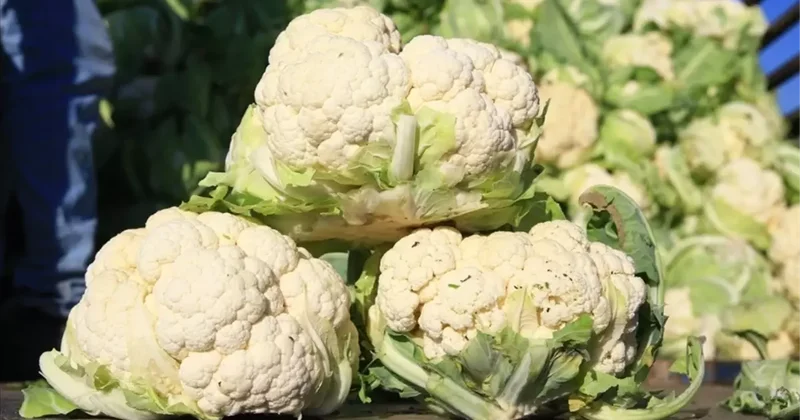 Kasım Ayında Dengeler Değişti, Bilet fiyatları artarken, karnabahar dibi gördü!