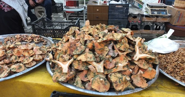 Balıkesir de yağmur yağdı, mantar fışkırdı Balıkesir Haberleri