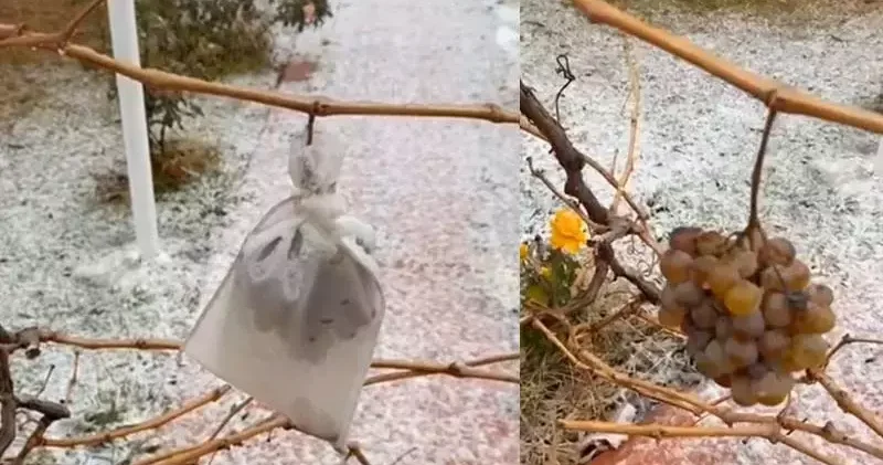 Kırşehir de eksi 10 derecede dalında bıraktığı üzümleri topladı