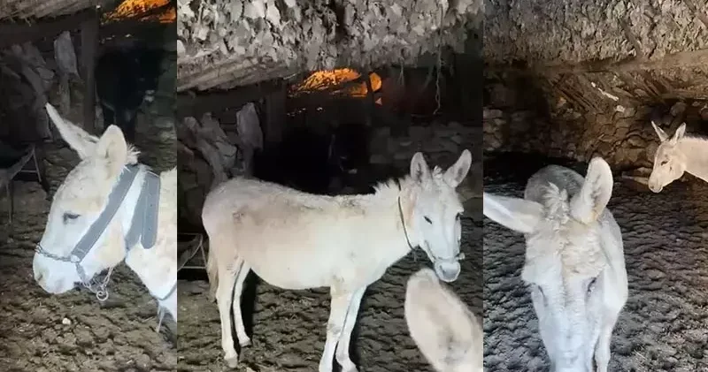 Kardan etkilenen eşekleri sahiplenip, bakmaya başladı