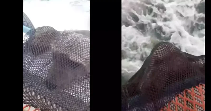 Giresun da balık tutarken beklenmedik olay: Ağa ayı takıldı