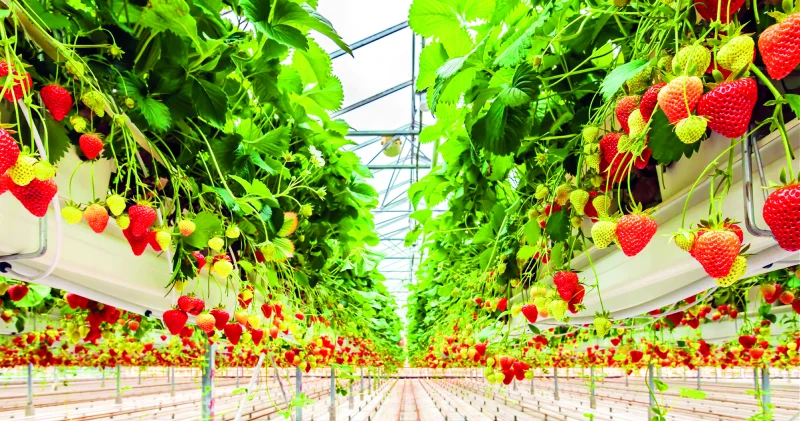 5 yeni tarım üssü üretime başlayacak Ekonomi Haberleri