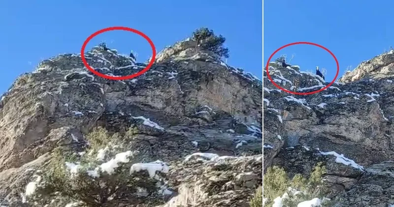 Sürüden ayrılıp dağda mahsur kaldılar: 18 keçi kurtarılmayı bekliyor