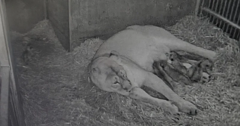 Nürnberg Hayvanat Bahçesi nde aslan altız doğurdu