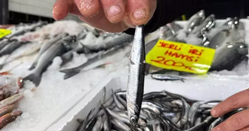 Karadeniz’de yoğun av baskısı sonucu hamsi Gürcistan’a göç etti