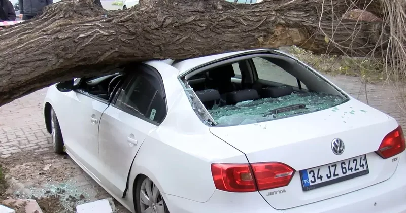 Güngören de Ağaç Devrildi, Şans Eseri Yaralanan Yok