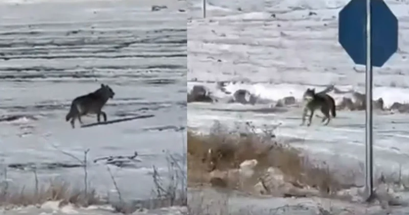 Yoğun kar yağışı sebep oldu: İki kurt şehir merkezine indi Aktüel Haberleri