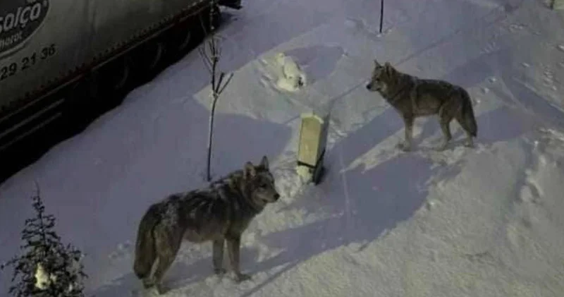 İlçe merkezinde korkutan görüntüler! Aç kurtlar peş peşe indi