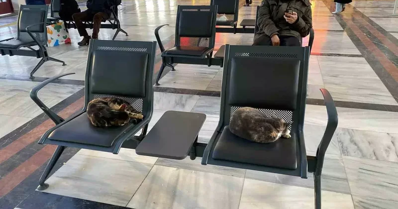 Soğuktan üşüyen sokak kedileri tren garına ısındı