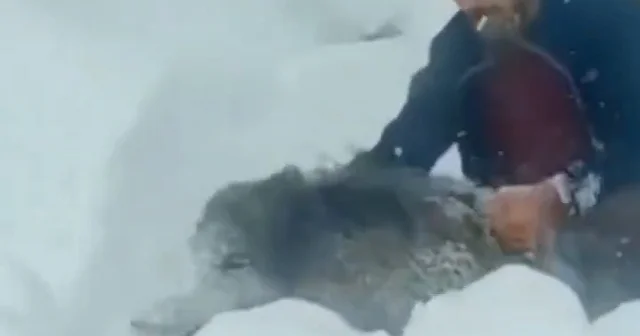 Sürüdeki yaban domuzunu eliyle yakaladı VİDEO İZLE