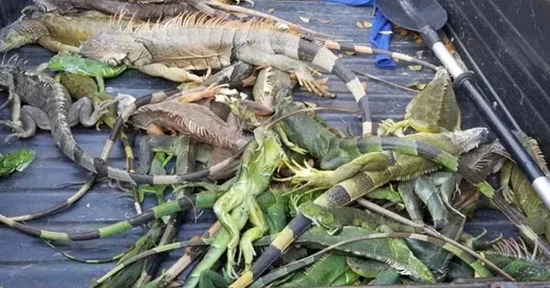 Gökten yağmur değil, İguana yağıyor! Sözcü Gazetesi