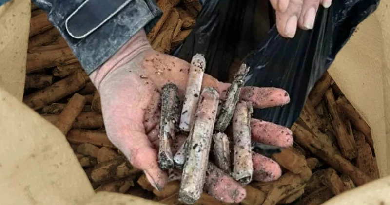 Sahilde bir anda ortaya çıktı görenler kapış kapış topladı: Japonya da servet bu