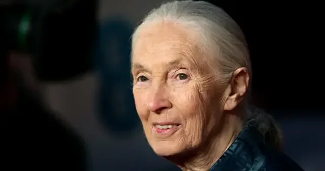 Ünlü bilim insanı Goodall sapkınlığı ağzından kaçırmış: Yediğimiz bebekler... VİDEO İZLE