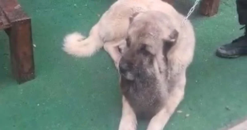 Kangal köpeği Tolo ya mucize operasyon: 9 kiloluk tümör alındı