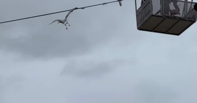 Tellerde mahsur kalan martıyı itfaiye ekipleri kurtardı Zonguldak Haberleri