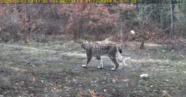 Vaşak ve karaca yavrusu fotokapanla görüntülendi Karabük Haberleri