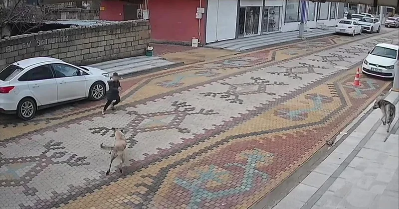 Başıboş sokak köpeğinin saldırdığı çocuğu esnaf kurtardı