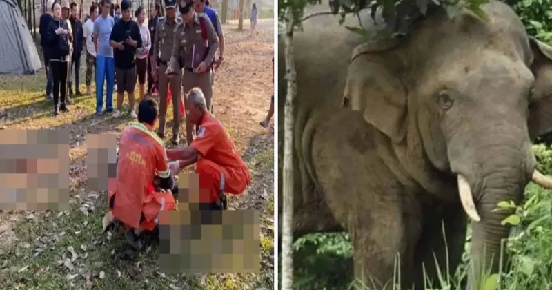 Sabah yürüyüşü sırasında vahşi filin saldırısına uğrayan turist feci şekilde can verdi