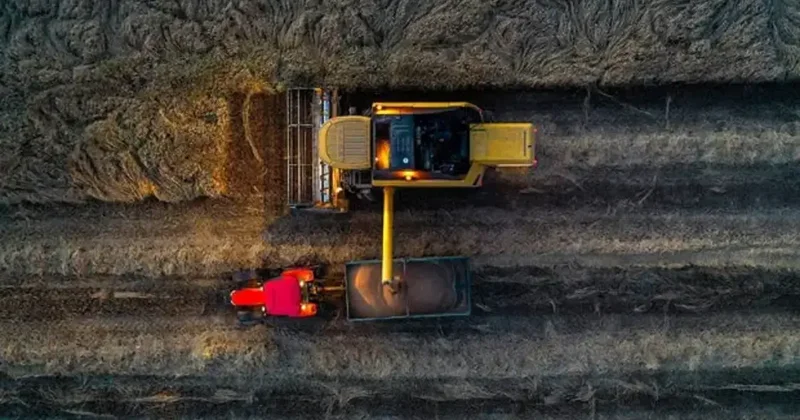 Son yağışlar buğdayda rekor üretim beklentisini büyüttü