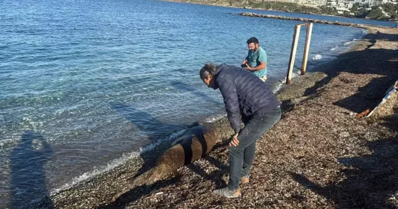Bodrum’da Akdeniz foku ilgi odağı oldu