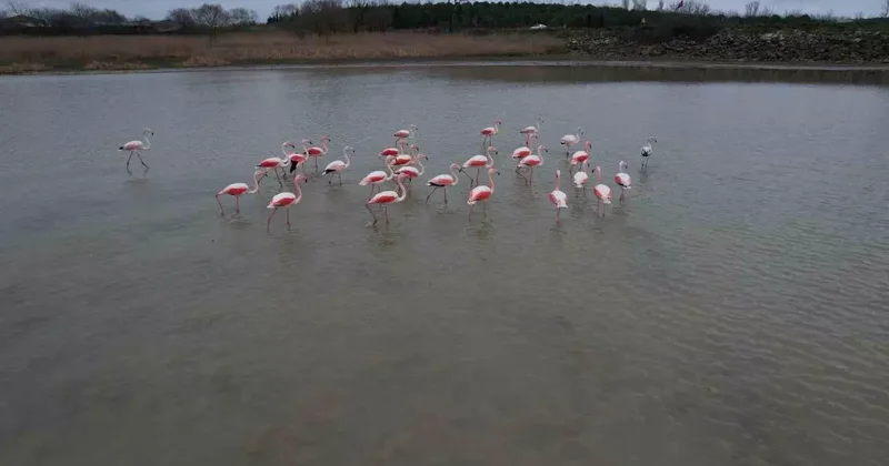 Flamingolar Büyükçekmece Gölü’nde görüntülendi