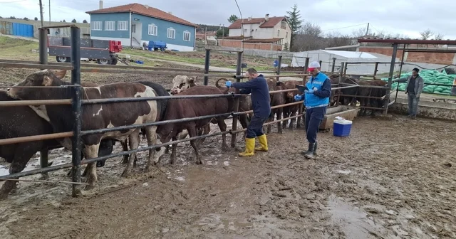 Kütahya da ithal besilik sığırların aşılama ve sağlık kontrolleri yapıldı Kütahya Haberleri