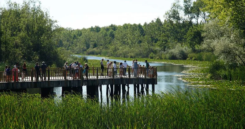 Hem geziyorlar hem yaprak yaprak satıyorlar: Türkiye in en büyük subasar ormanına akın akın gidiyorlar