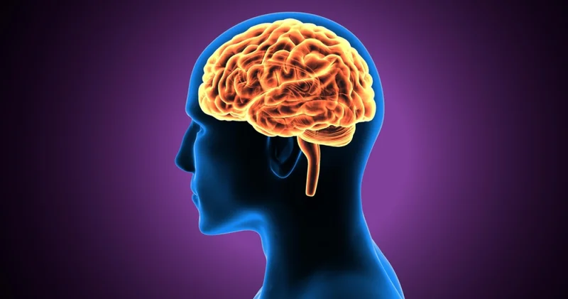 Sofranız beyninizi nasıl etkiliyor? Haberler Sağlık Haberleri