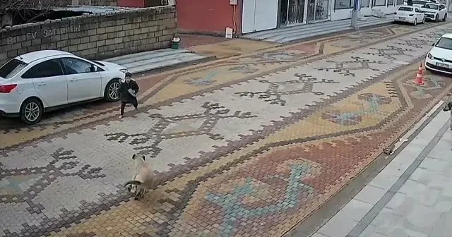Sahipsiz köpeklerin saldırdığı küçük çocuğu esnaf son anda kurtardı VİDEO İZLE