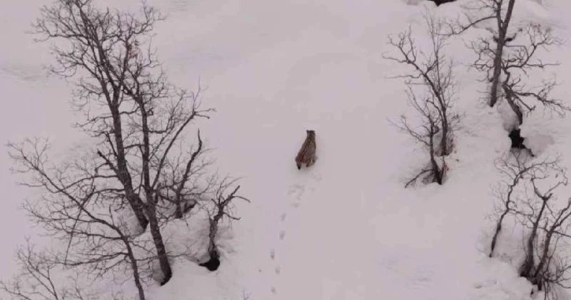 Tunceli’de ortaya çıktı: Nesli tükenme tehlikesiyle karşı karşıya