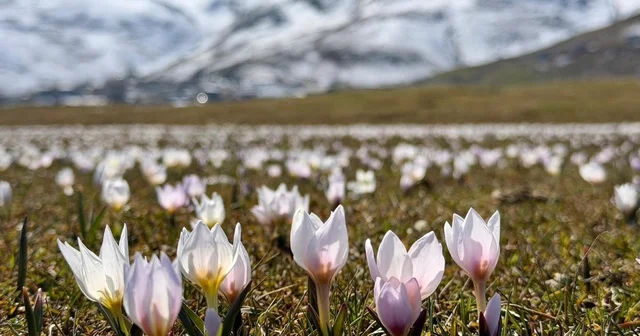 Muş Ovası, baharın müjdecisi çiğdemlerle süslendi Muş Haberleri