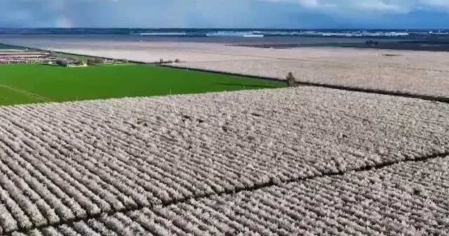 Kaliforniya’da 1 milyon dönümlük görsel şölen: Badem ağaçları çiçek açtı VİDEO İZLE