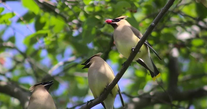 Kendi küçük midesi büyük: Günde binden fazla meyve tüketiyor Sözcü Gazetesi