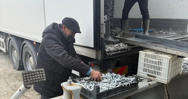 Balıkçı Ramazan da ücretsiz hamsi dağıttı Ordu Haberleri