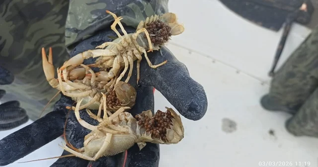 Eğirdir Gölü nde kaçak pinterlere el konuldu, kerevitler göle bırakıldı Isparta Haberleri