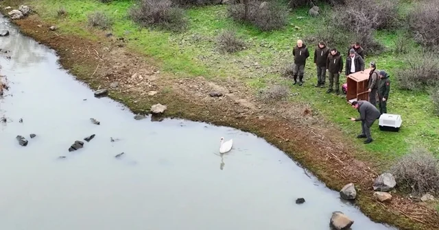 Ankara da düşen kuğu Edirne de özgürlüğüne kavuştu Güçten düşen kuğu Gala Gölü nde doğaya salındı Edirne Haberleri