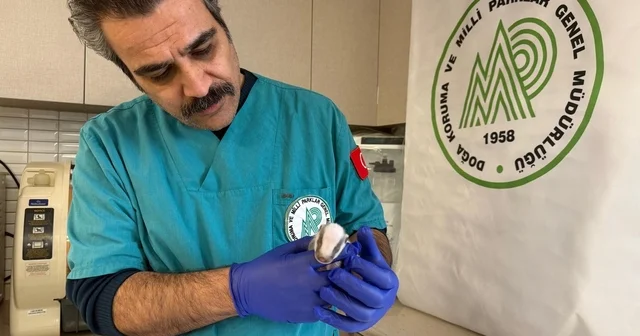 Balıkesir de bitkin halde bulunan porsuk yavrusu koruma altına alındı Balıkesir Haberleri