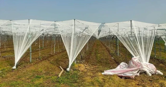 Dolu korkusuna fileli önlem Sarıgöl de üzüm bağları dolu tehlikesine karşı örtü altına alınıyor Manisa Haberleri