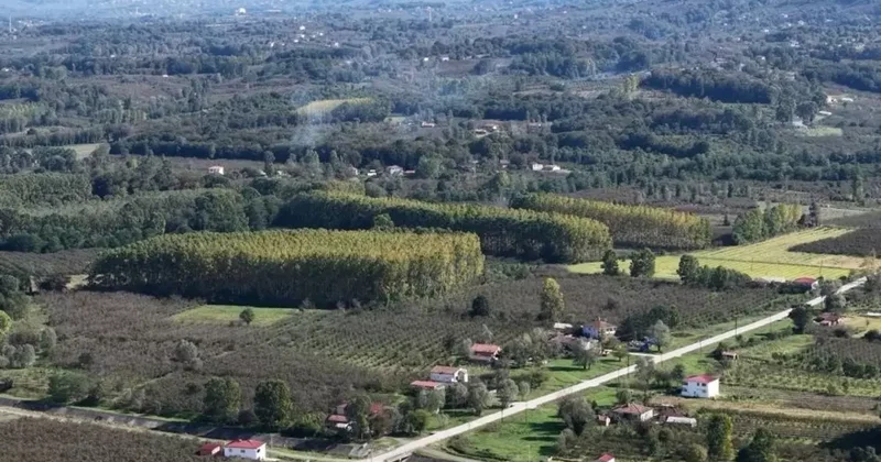 Çarşamba Ovası meyvede zirvede