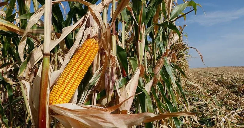 Şanlıurfa kaçak hobi bahçeleri ne ceza Sözcü Gazetesi