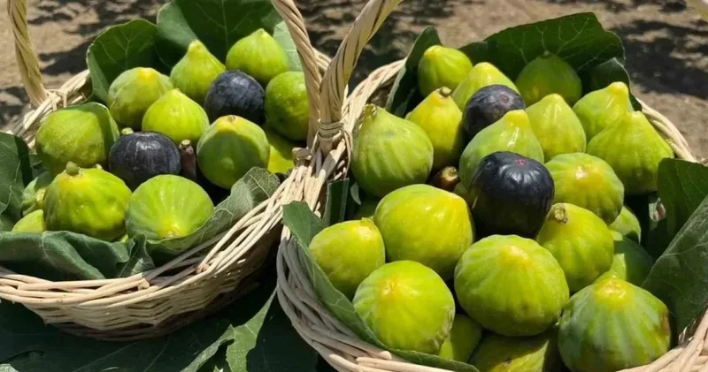 Türkiye inciri dünya listesinde 1 numara oldu