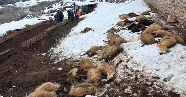 Erzincan da yemden zehirlendikleri düşünülen 80 koyun telef oldu Erzincan Haberleri