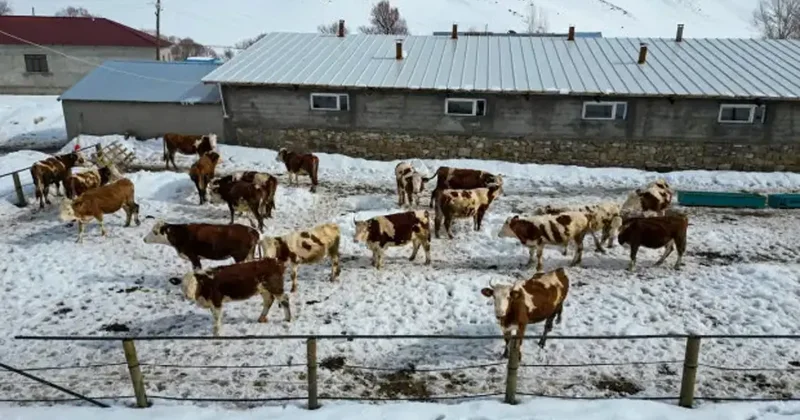 Plazalardan sıkıldı köyüne döndü: 40 hayvanla başladı servete böyle ulaştı