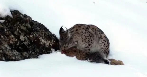 Erzincan haberleri Erzincan da vaşak avını parçalarken kameraya yansıdı 03 Mart 2026