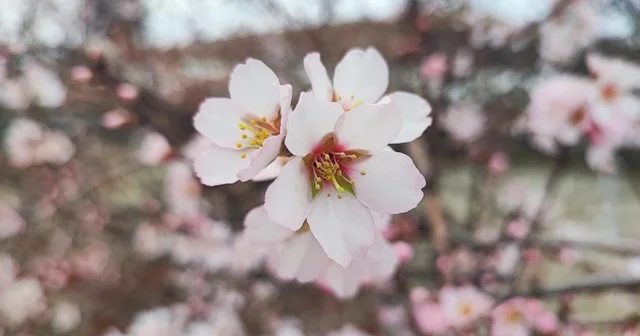 Yozgat ta mart ayında bahar tablosu Yozgat Haberleri
