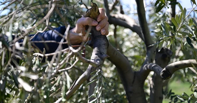 Kahramanmaraş ta zeytin üreticilerine budama ve gübreleme uyarısı Kahramanmaraş Haberleri